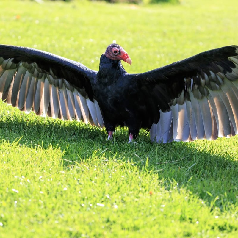 A large black-feathered bird with a bald red head and silver-grey flight feathers. (gallery image 4)