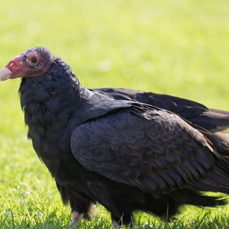 A large black-feathered bird with a bald red head and silver-grey flight feathers. (gallery image 5)