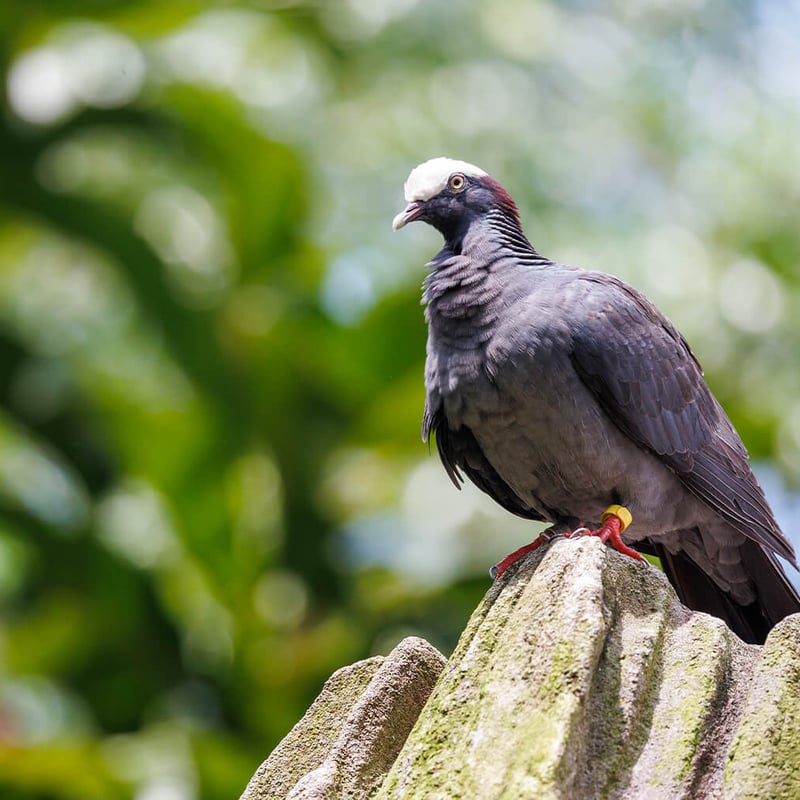 A White-crowned Pigeon with dark slate-grey plumage and a bold white cap on its head, perched on a branch. (gallery image 1)