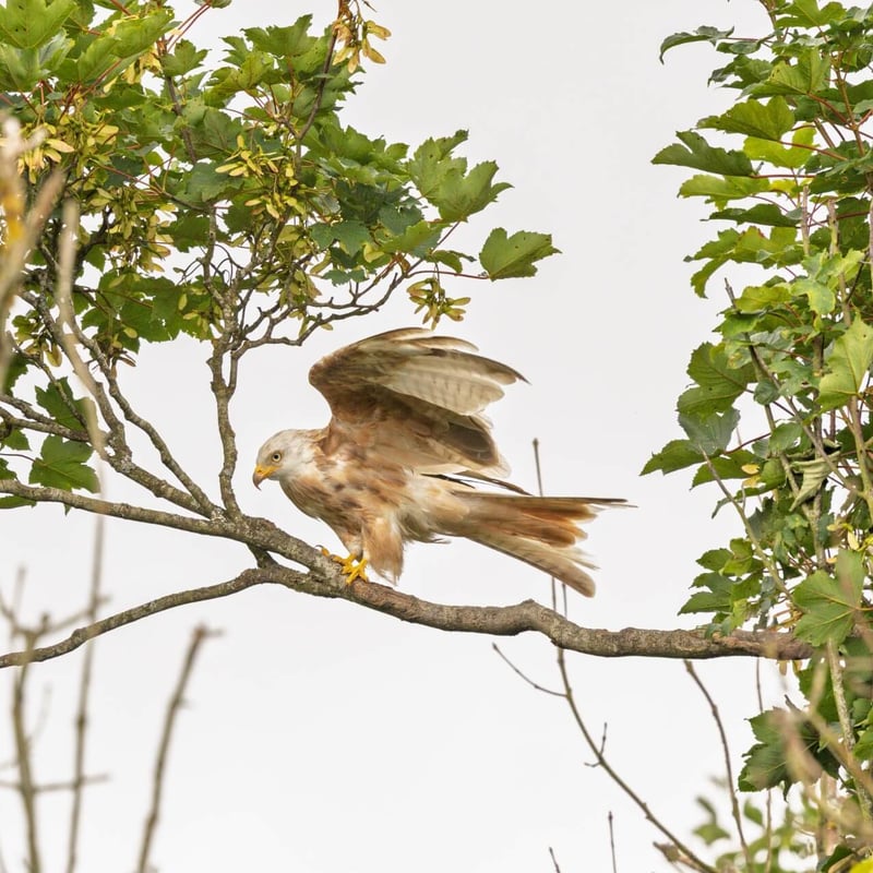 A ghostly white raptor with a deeply forked tail soaring against a grey sky. (gallery image 1)