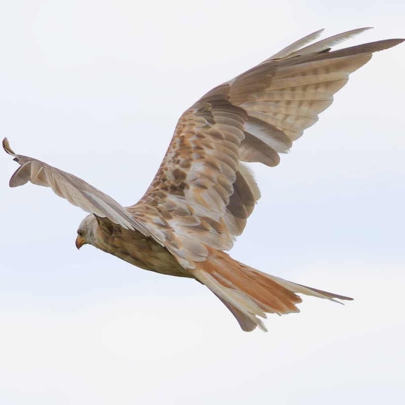 A ghostly white raptor with a deeply forked tail soaring against a grey sky. (gallery image 2)