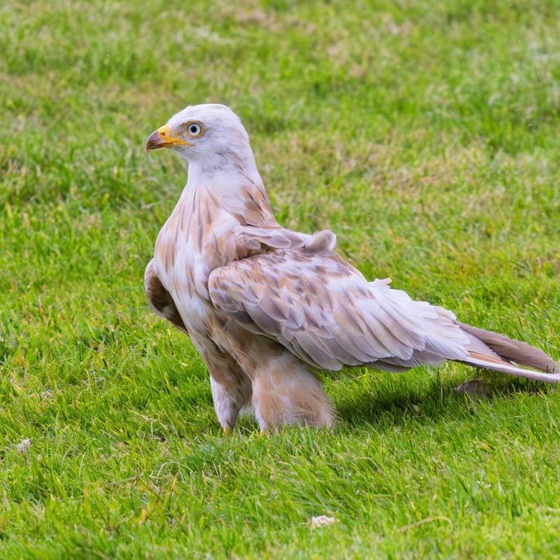 A ghostly white raptor with a deeply forked tail soaring against a grey sky. (gallery image 3)