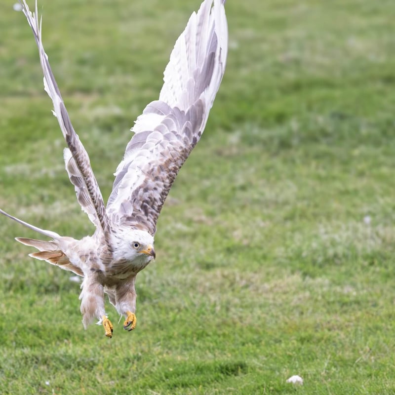 A ghostly white raptor with a deeply forked tail soaring against a grey sky. (gallery image 4)