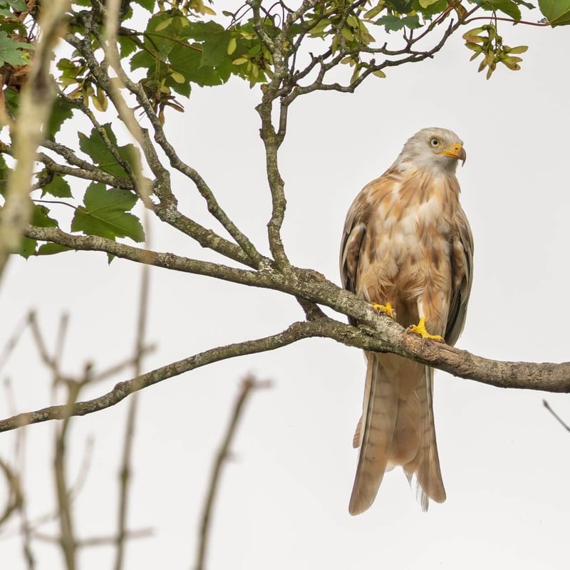 A ghostly white raptor with a deeply forked tail soaring against a grey sky. (gallery image 5)