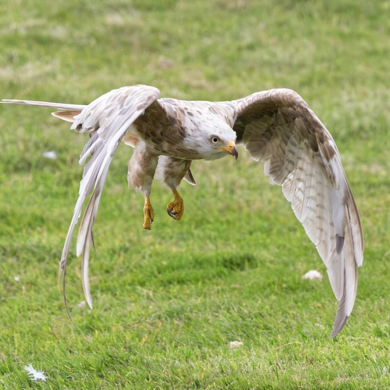 A ghostly white raptor with a deeply forked tail soaring against a grey sky. (gallery image 6)