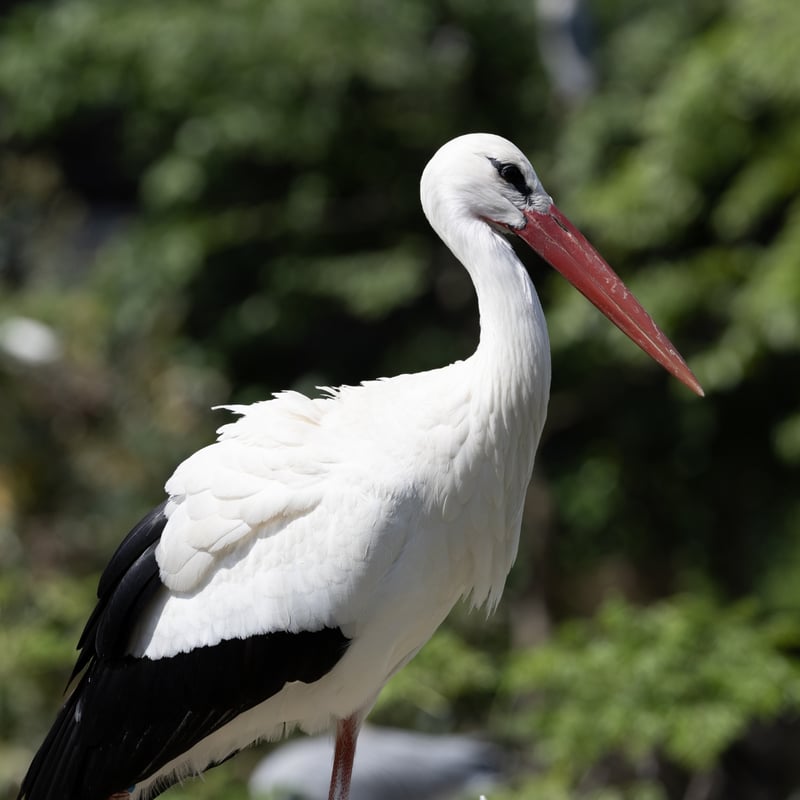 A tall white bird with black wing tips and long, bright red legs and bill. (gallery image 1)