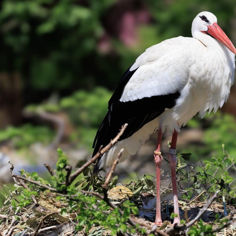 A tall white bird with black wing tips and long, bright red legs and bill. (gallery image 2)