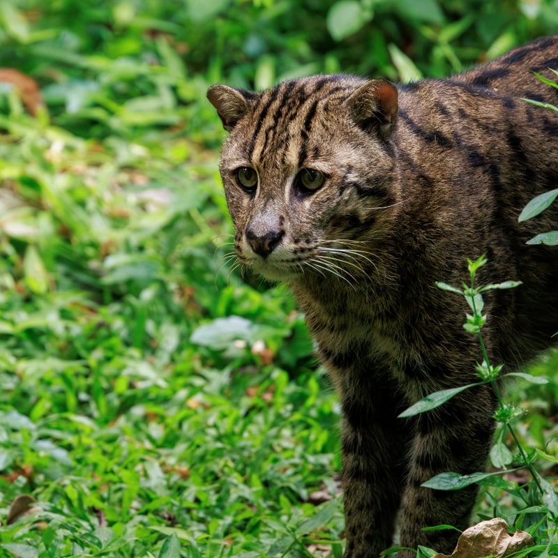 A stocky wild cat with a spotted greyish-olive coat and a short tail standing near water. (gallery image 1)