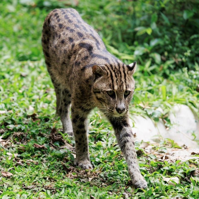 A stocky wild cat with a spotted greyish-olive coat and a short tail standing near water. (gallery image 2)