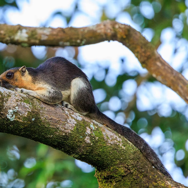 A large black-and-cream squirrel clinging to a tree trunk in a tropical rainforest. (gallery image 1)