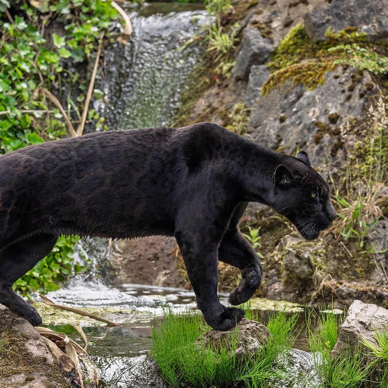 A powerful, all-black cat with barely visible rosettes in its fur stalking through shade. (gallery image 1)