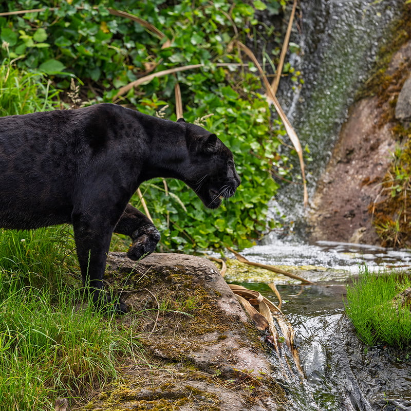 A powerful, all-black cat with barely visible rosettes in its fur stalking through shade. (gallery image 2)