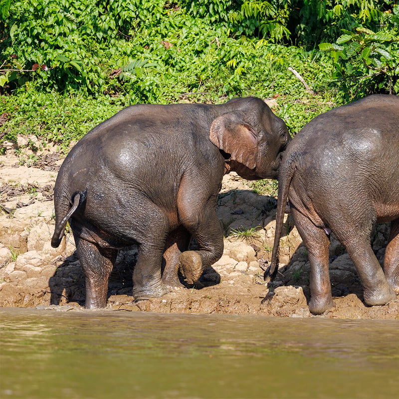 A Borneo Pygmy Elephant walking through lush green rainforest undergrowth, showing its characteristically round face and large ears. (gallery image 2)