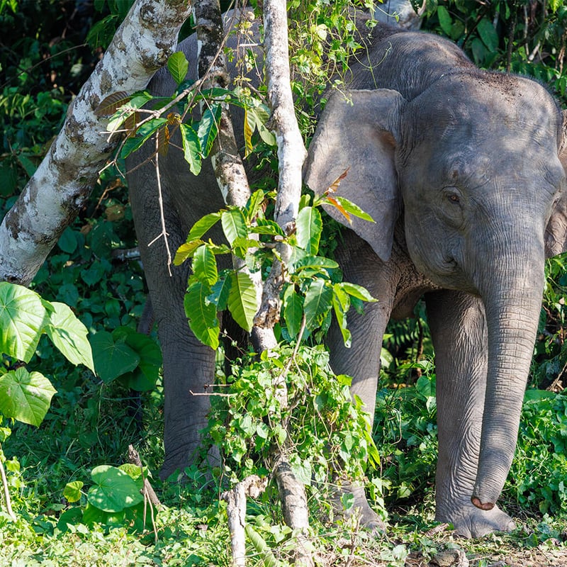A Borneo Pygmy Elephant walking through lush green rainforest undergrowth, showing its characteristically round face and large ears. (gallery image 3)