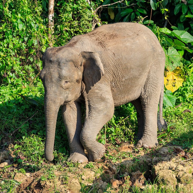 A Borneo Pygmy Elephant walking through lush green rainforest undergrowth, showing its characteristically round face and large ears. (gallery image 4)