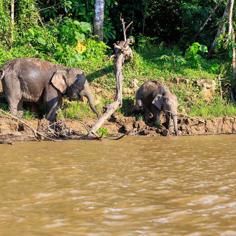 A Borneo Pygmy Elephant walking through lush green rainforest undergrowth, showing its characteristically round face and large ears. (gallery image 5)