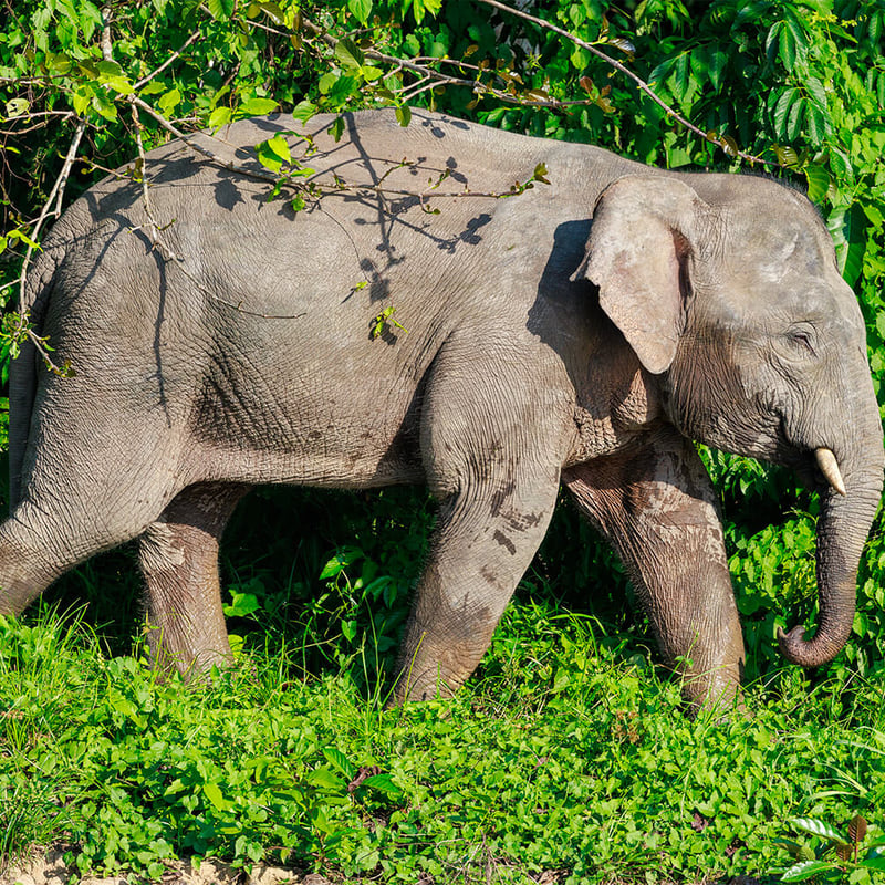 A Borneo Pygmy Elephant walking through lush green rainforest undergrowth, showing its characteristically round face and large ears. (gallery image 6)