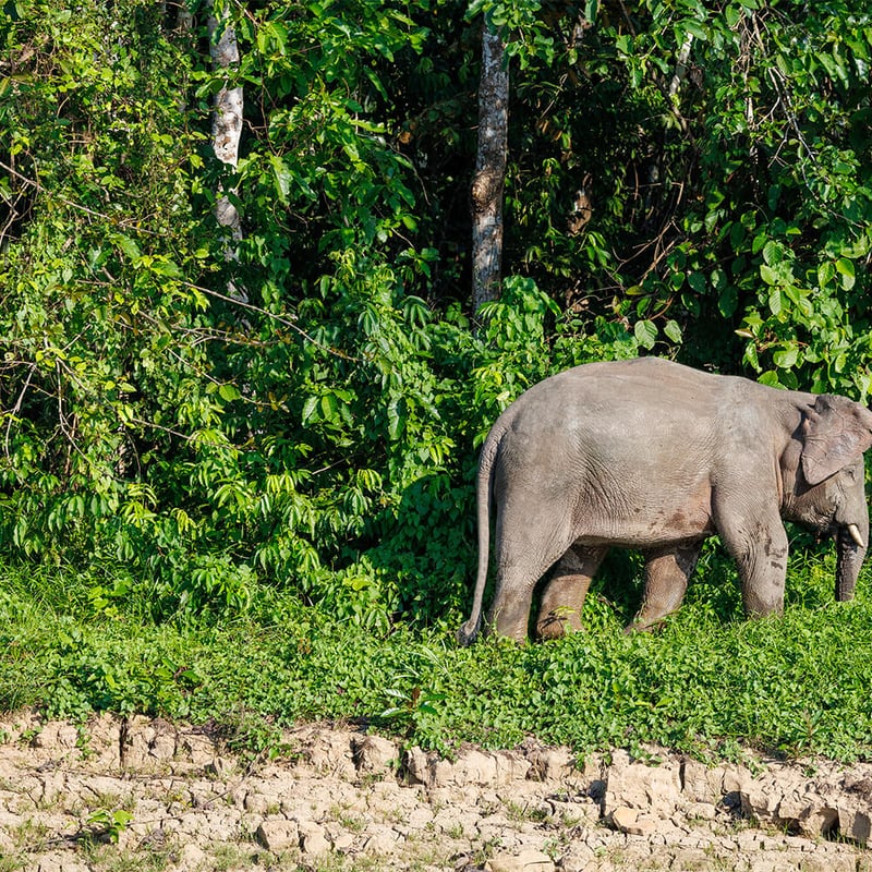 A Borneo Pygmy Elephant walking through lush green rainforest undergrowth, showing its characteristically round face and large ears. (gallery image 7)
