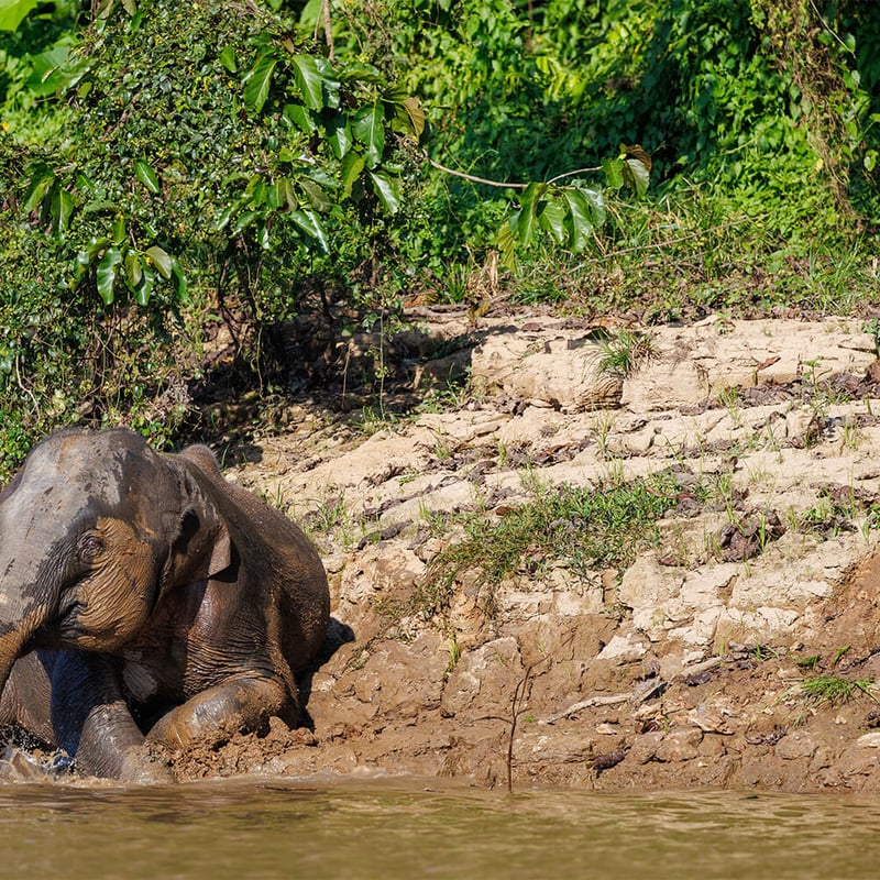 A Borneo Pygmy Elephant walking through lush green rainforest undergrowth, showing its characteristically round face and large ears. (gallery image 1)