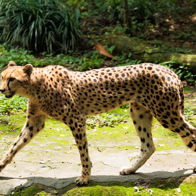 A slender, spotted yellow cat with long legs and dark 'tear' stripes running from its eyes. (gallery image 1)