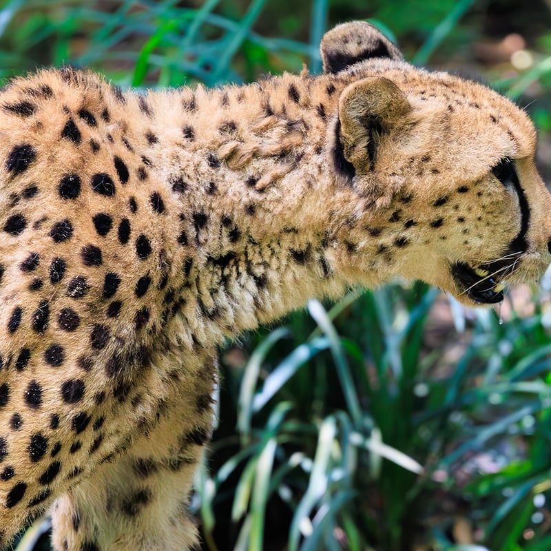 A slender, spotted yellow cat with long legs and dark 'tear' stripes running from its eyes. (gallery image 2)