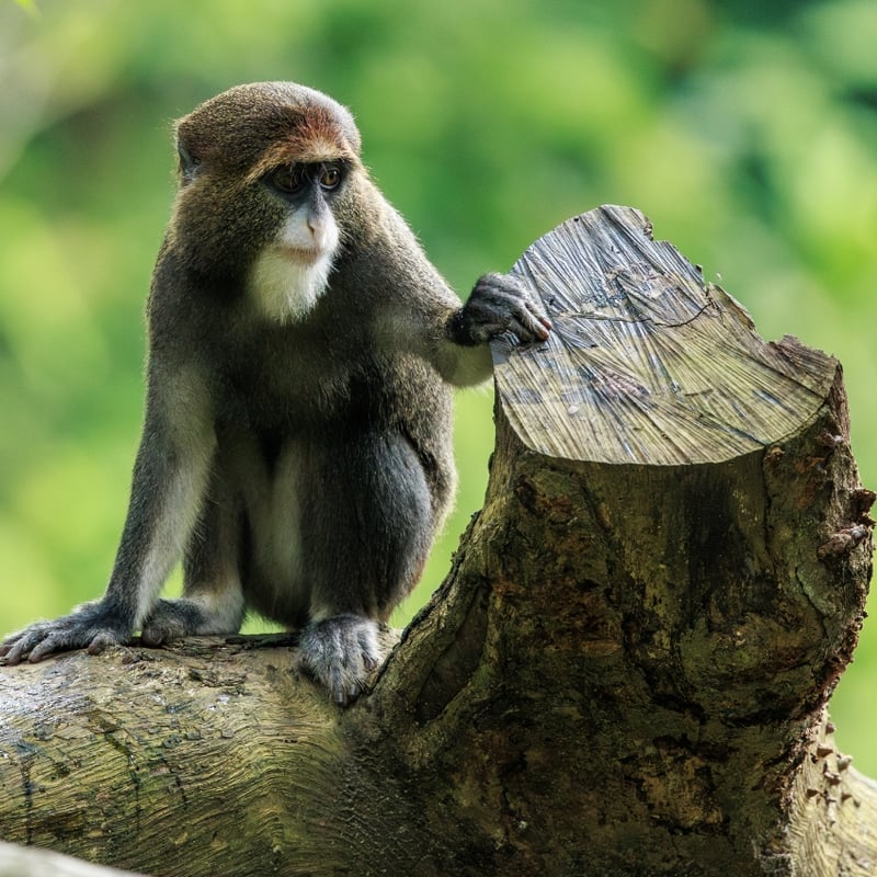 A grey-furred monkey with a striking white beard and a bright orange crescent on its forehead. (gallery image 2)