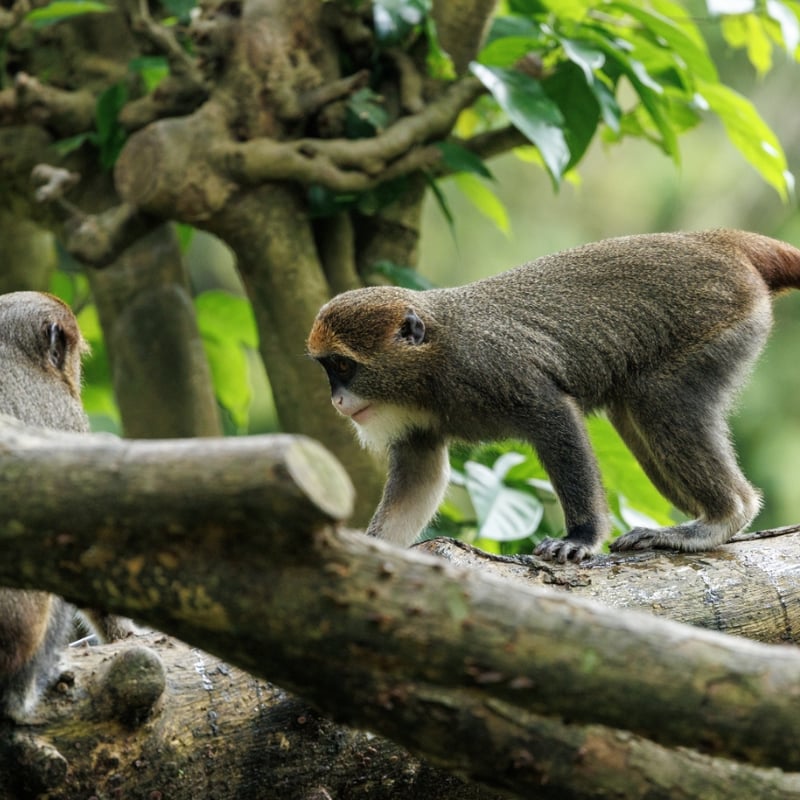 A grey-furred monkey with a striking white beard and a bright orange crescent on its forehead. (gallery image 3)