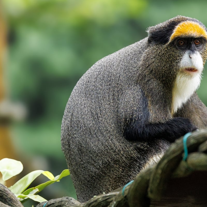 A grey-furred monkey with a striking white beard and a bright orange crescent on its forehead. (gallery image 1)