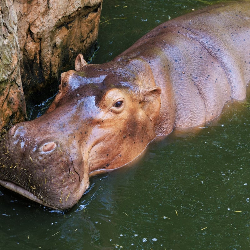 A massive, grey, barrel-shaped mammal with a wide snout submerged in water up to its eyes. (gallery image 1)