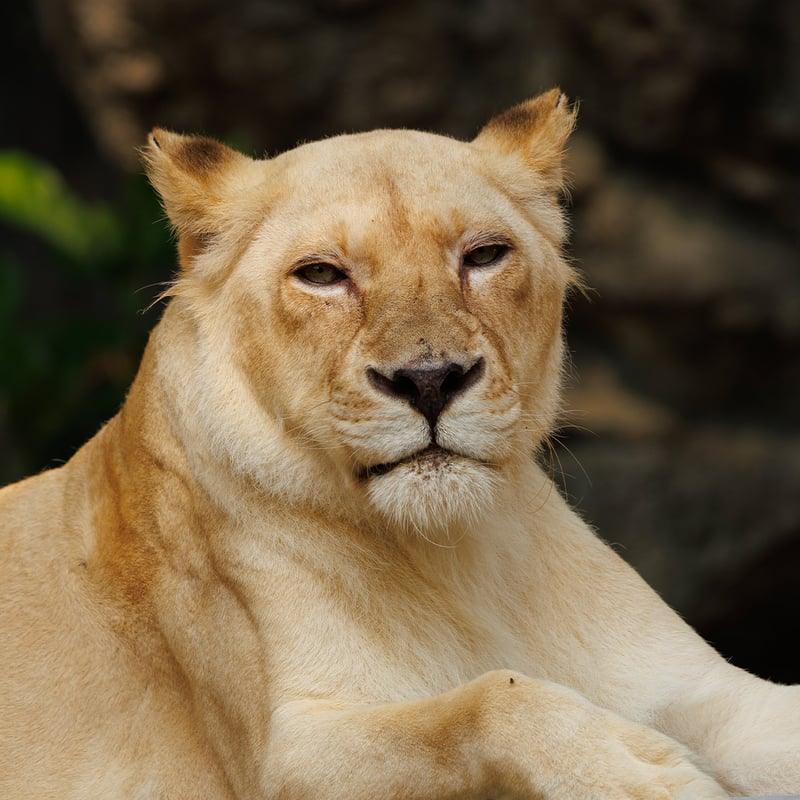 A powerful tan-coloured lioness resting in the grass of the African savanna. (gallery image 1)