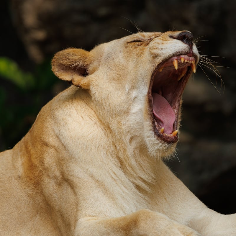 A powerful tan-coloured lioness resting in the grass of the African savanna. (gallery image 2)