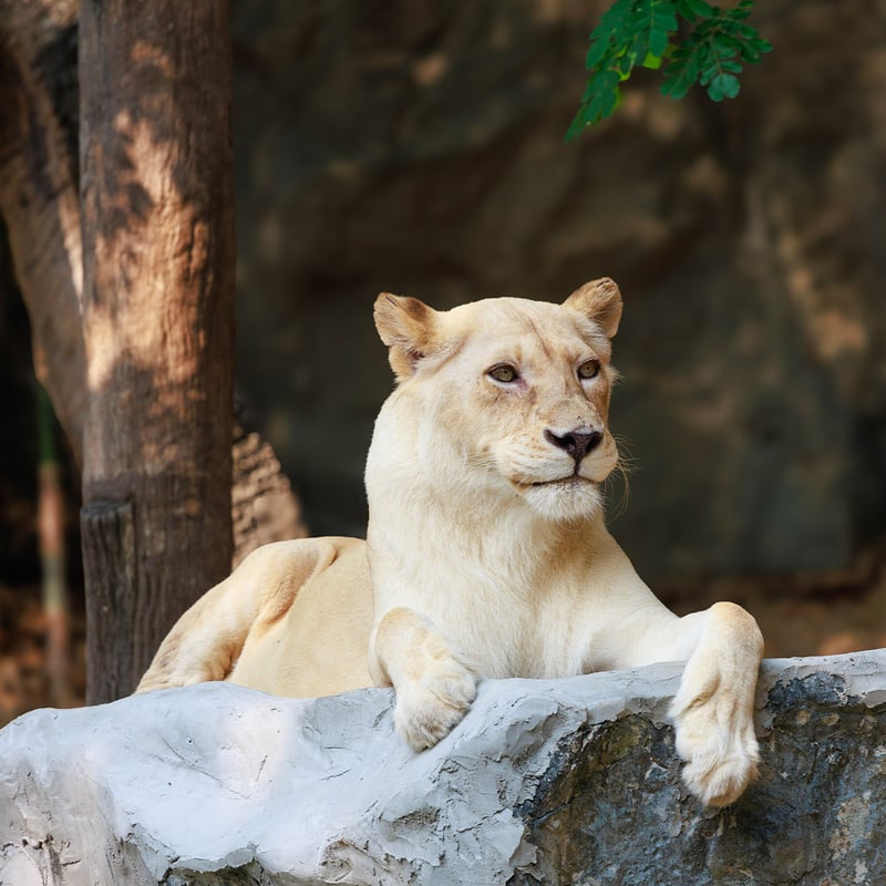 A powerful tan-coloured lioness resting in the grass of the African savanna. (gallery image 3)
