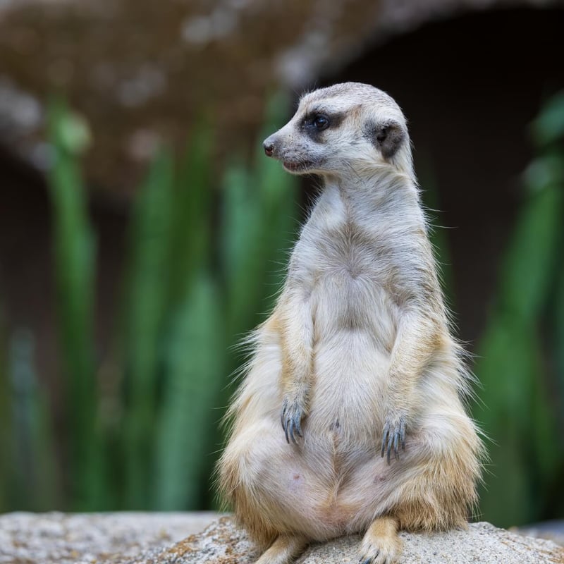 A small, tan-furred mammal standing tall on its hind legs watching the horizon. (gallery image 2)
