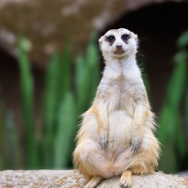 A small, tan-furred mammal standing tall on its hind legs watching the horizon. (gallery image 3)