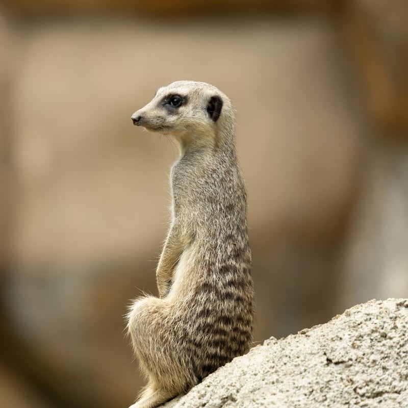 A small, tan-furred mammal standing tall on its hind legs watching the horizon. (gallery image 4)