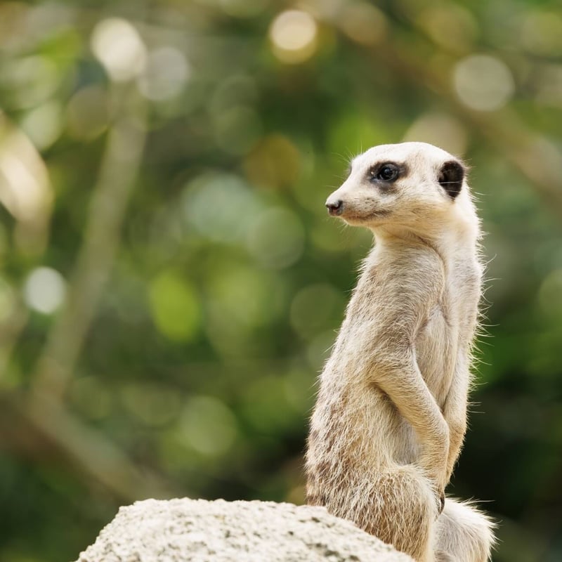 A small, tan-furred mammal standing tall on its hind legs watching the horizon. (gallery image 5)