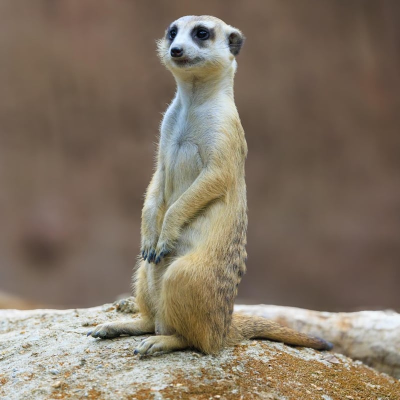 A small, tan-furred mammal standing tall on its hind legs watching the horizon. (gallery image 1)