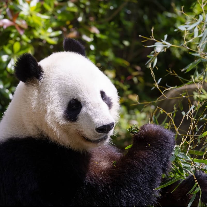 A large black and white bear sitting amongst bamboo stalks. (gallery image 1)
