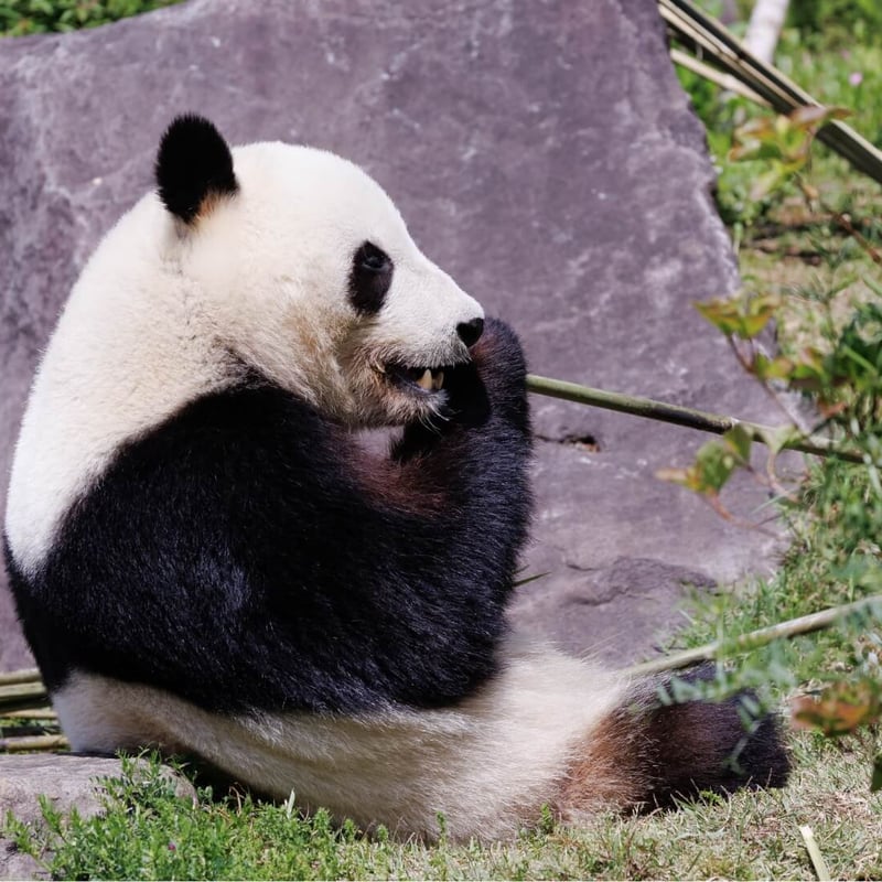 A large black and white bear sitting amongst bamboo stalks. (gallery image 2)