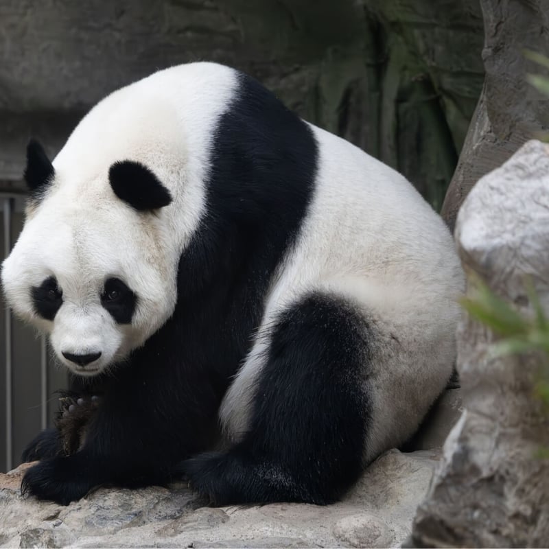 A large black and white bear sitting amongst bamboo stalks. (gallery image 3)
