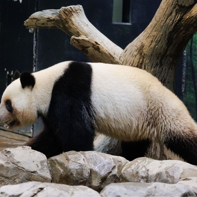 A large black and white bear sitting amongst bamboo stalks. (gallery image 4)