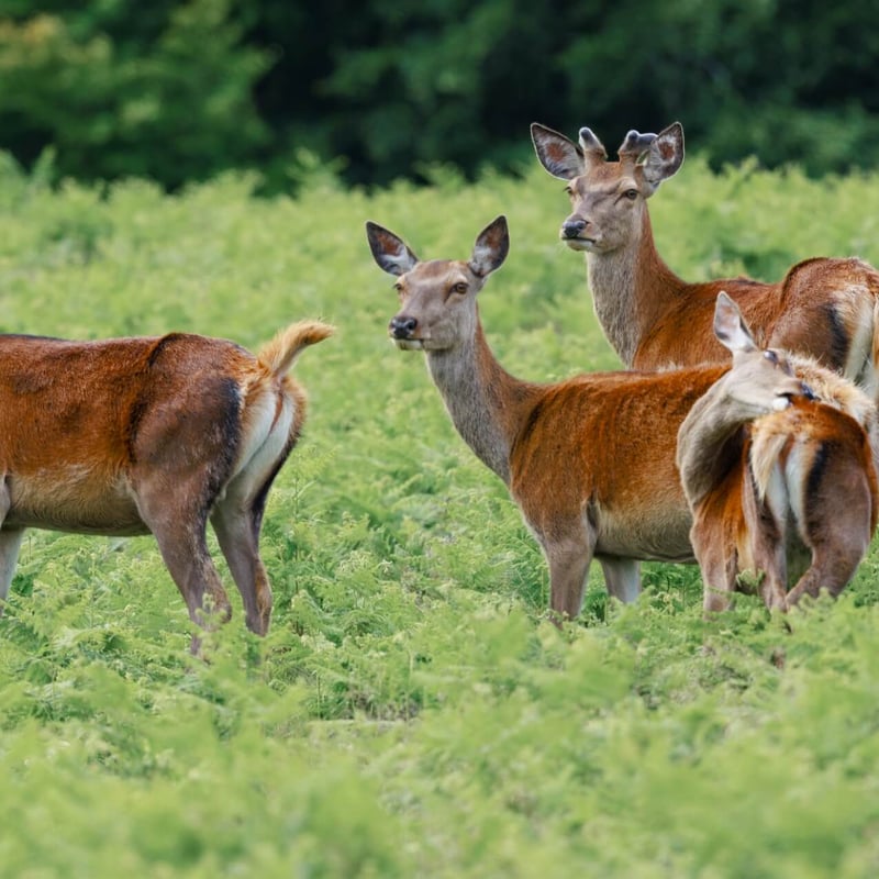 A massive stag with multi-pointed antlers standing in high grass. (gallery image 2)