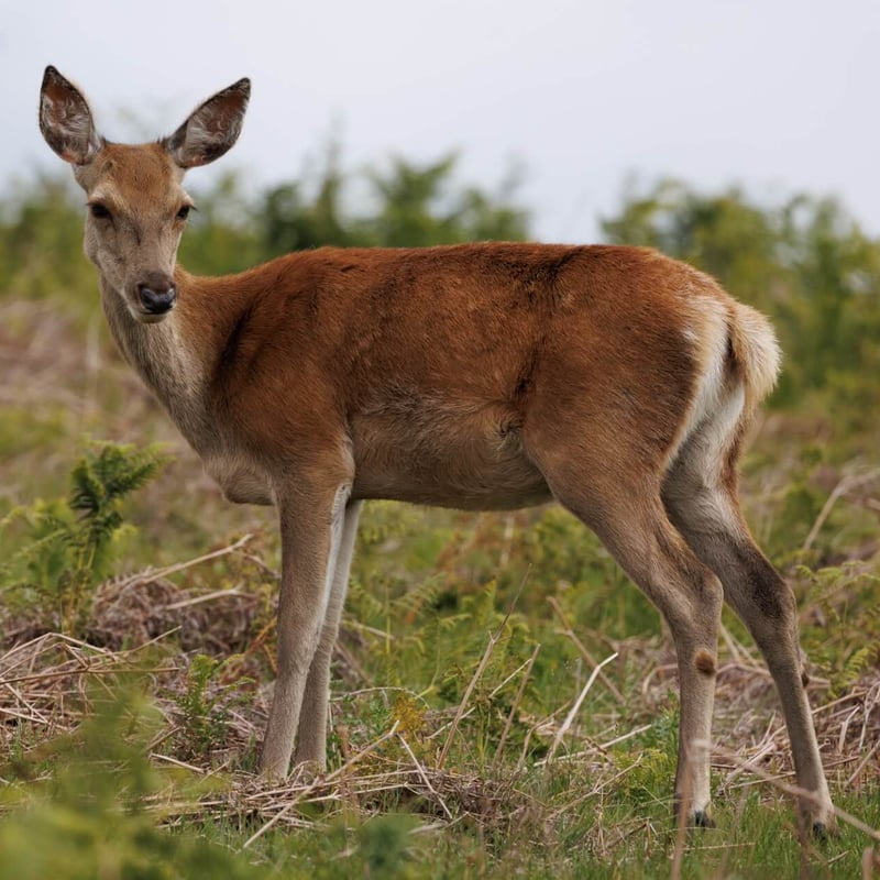 A massive stag with multi-pointed antlers standing in high grass. (gallery image 3)