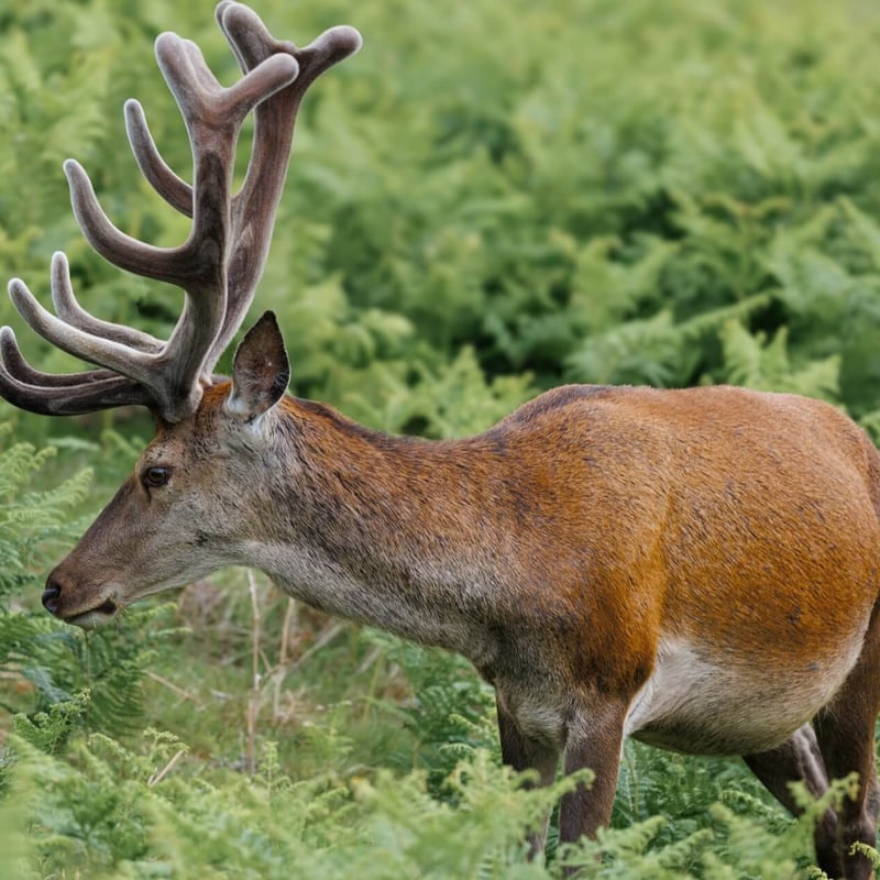 A massive stag with multi-pointed antlers standing in high grass. (gallery image 4)