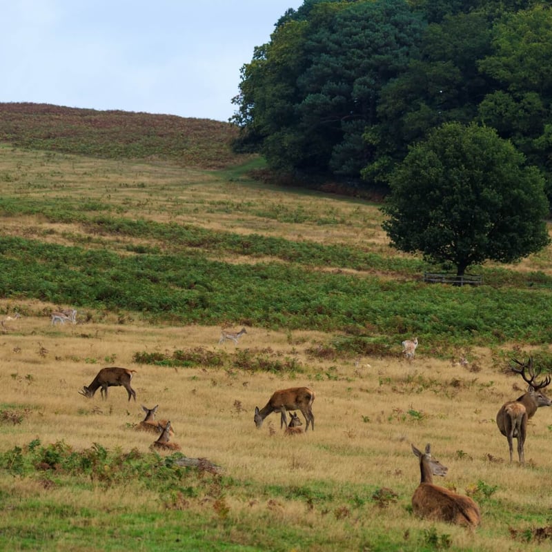 A massive stag with multi-pointed antlers standing in high grass. (gallery image 5)