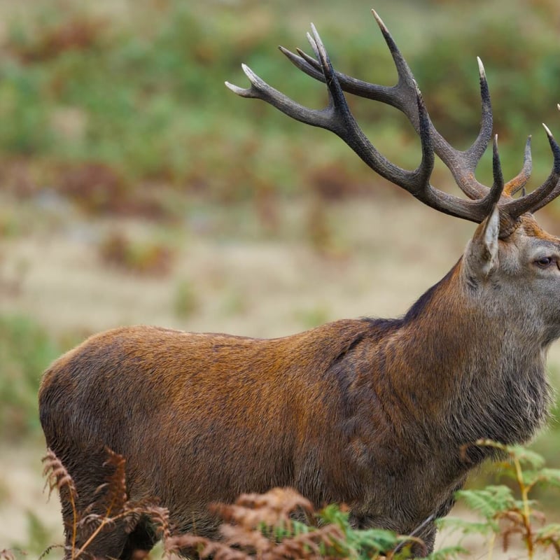 A massive stag with multi-pointed antlers standing in high grass. (gallery image 6)