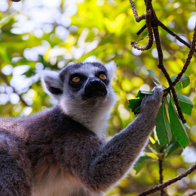 A grey primate with a white face, black eye patches, and a long tail with black and white rings. (gallery image 1)