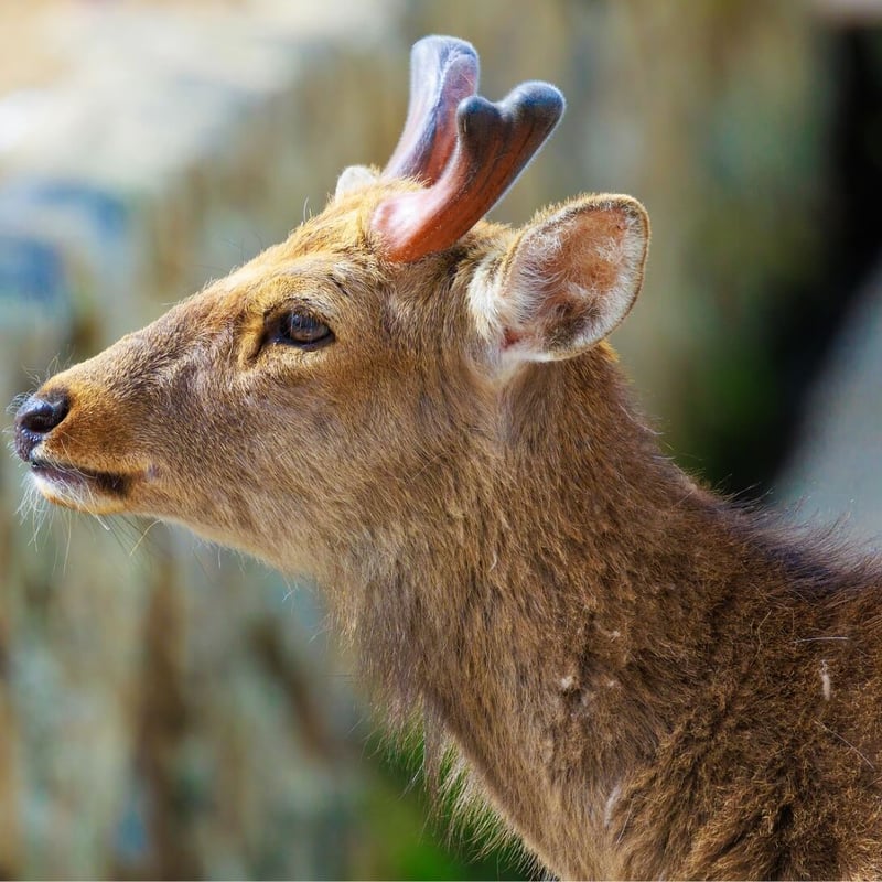 A chestnut-brown deer with white spots and upright antlers standing in a glade. (gallery image 1)