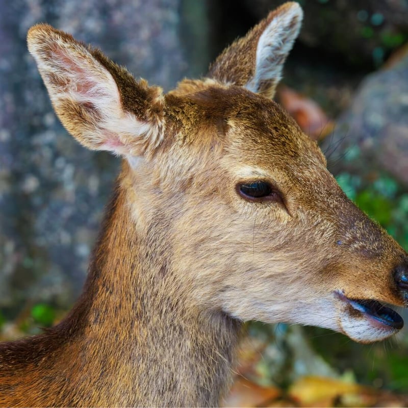 A chestnut-brown deer with white spots and upright antlers standing in a glade. (gallery image 2)