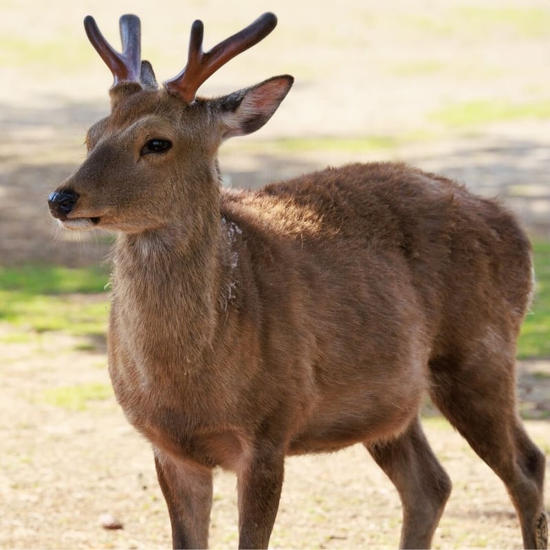 A chestnut-brown deer with white spots and upright antlers standing in a glade. (gallery image 3)